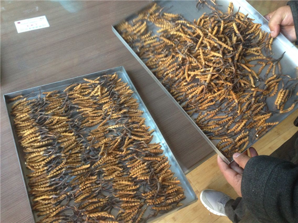 制藥凍干機(jī)只有不斷創(chuàng)新才能擺脫傳統(tǒng)