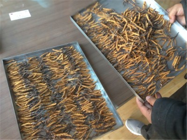 制藥凍干機(jī)的冷凍和干燥過程中如何確保產(chǎn)品的穩(wěn)定性？