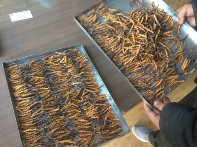 蟲草凍干2.jpg